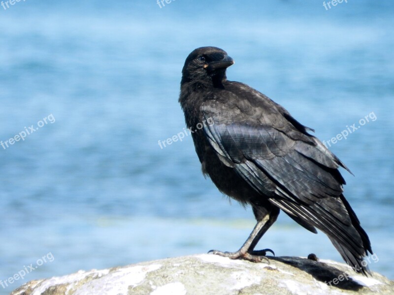 Crow Bird Raven Bird Raven Black