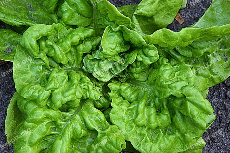 Vegetables Salad Lettuce Leaves Lettuce Garden