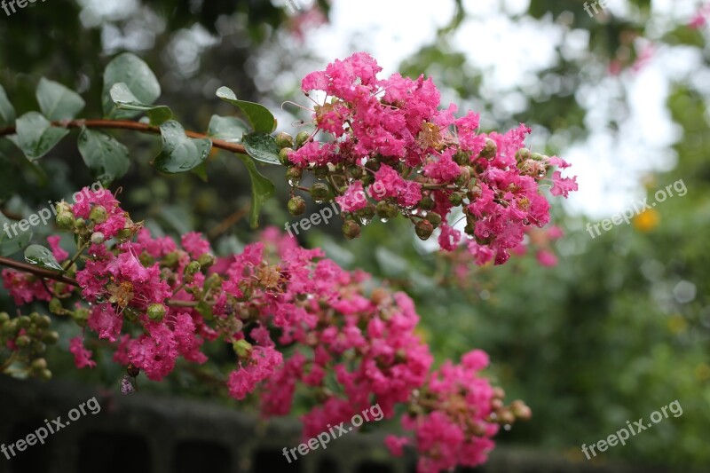 Plants Flowers Nature Pink Crape Myrtle