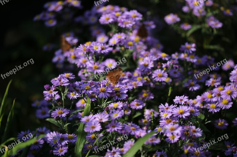 Plants Flowers Michaelmas Daisy Aster Koraiensis Asteraceae