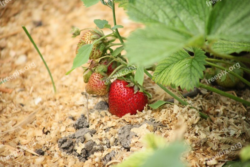 Strawberry Berry Ripe Strawberry Red Strawberry Garden Strawberry