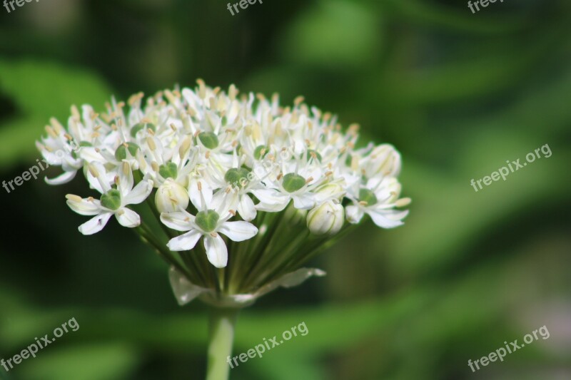 Allium White Ornamental Onion Blossom Bloom