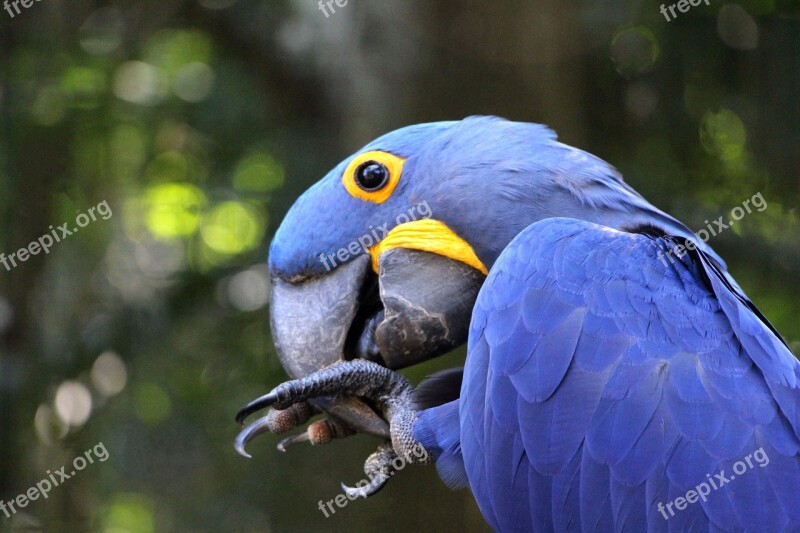 Bird Parrot Blue Exotic Ara