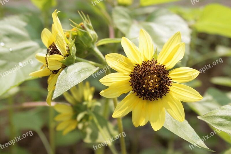 Sunflower Flower Y Yellow Nature