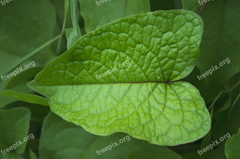 Natural Leaf Green Large Leaf Free Photos