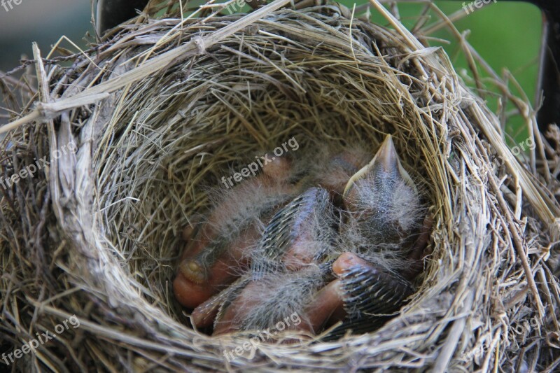 Robin Baby Bird Nest Wildlife