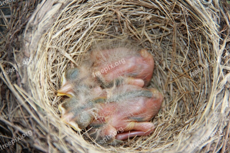 Baby Robin Bird Wildlife Newborn