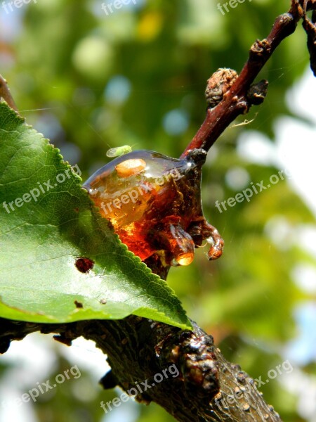 Resin Tree Bark Wood Natural Bark