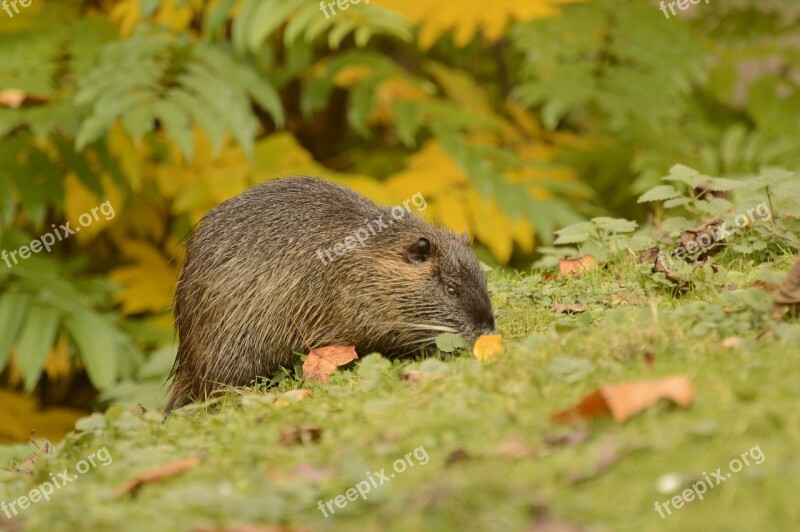 Nutria Nature Animal World Nager Animal