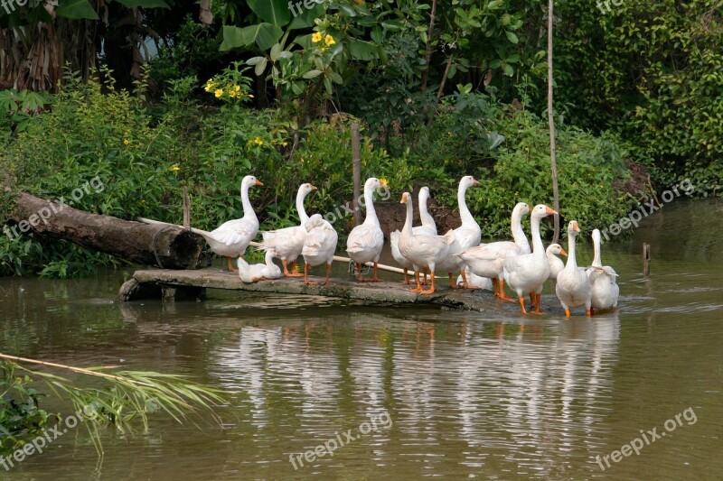 Nature Geese Waterfowl Animals Birds