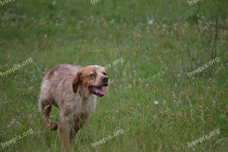 Epagneul Breton Hunting Dog Trained Dog The Pheasant Hunting