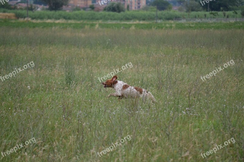 Epagneul Breton Hunting Dog Test For Dogs Free Photos