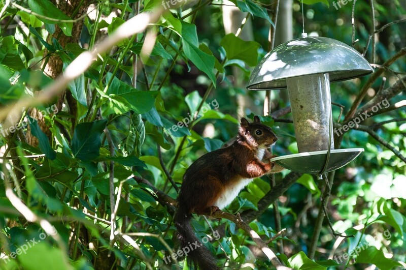 Squirrel Rodent Foraging Nature Forest Animals