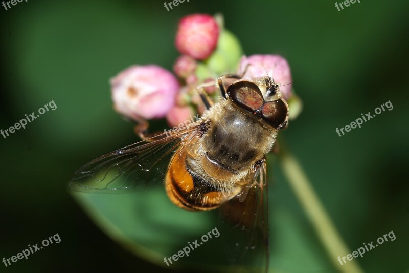 Insect Macro Nature Winged Insects Free Photos