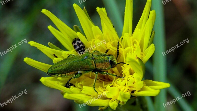 Insect Yellow Flower Yellow Nature Petals Yellow