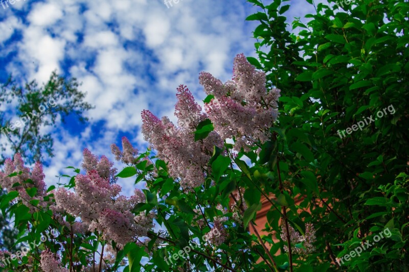 Lilac Flowers Purple Lilac Flowers Spring