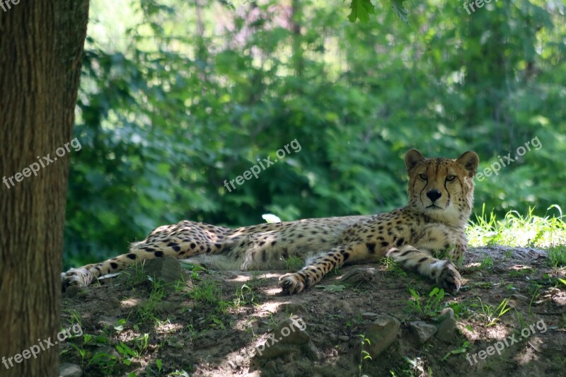 Cheetah Cat Nature Animal Rest