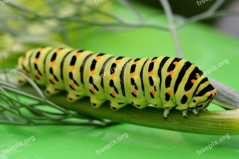 Nature Caterpillar Dovetail Butterfly Caterpillar Free Photos