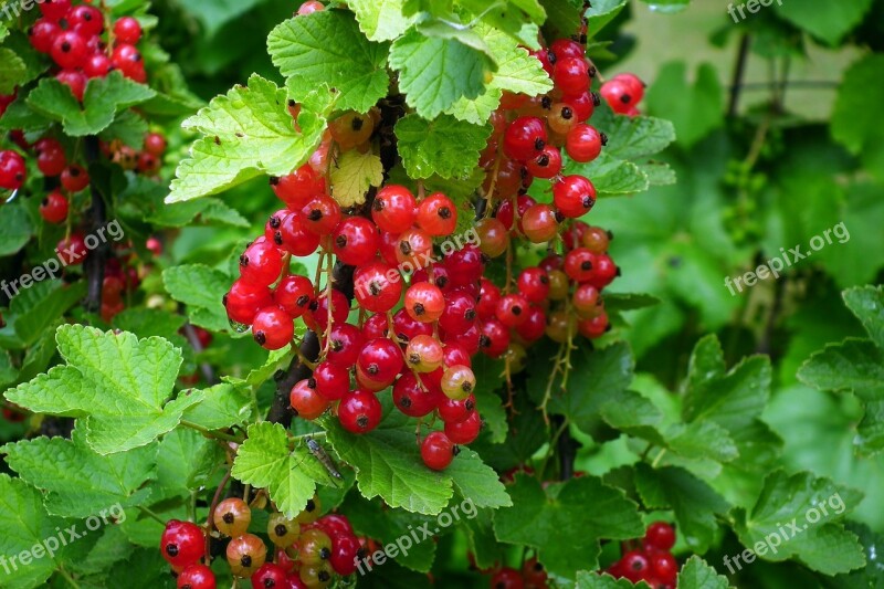 Fruit Red Currant Bush Vitamins Garden