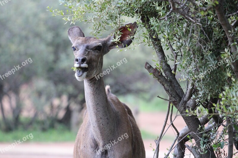 Kudu Wild Africa Wildlife Game