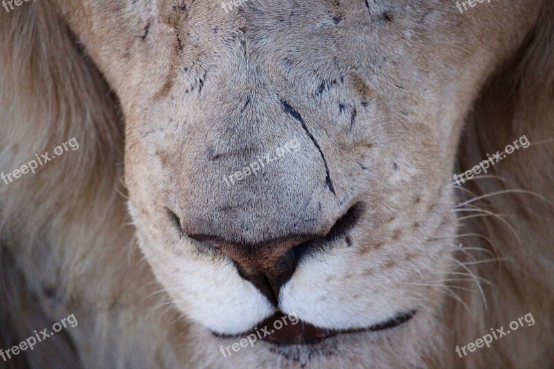 Lion Scar Animal Wildlife Nose