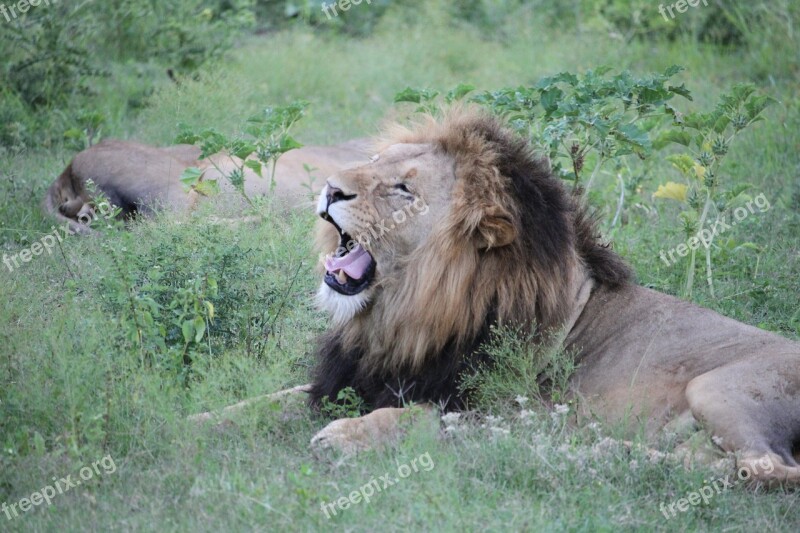 Lion Yawn Wildlife Animal Predator