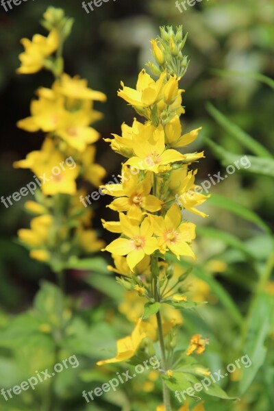 Yellow Yellow Flowers Yellow Petals Yellow Flower Free Photos