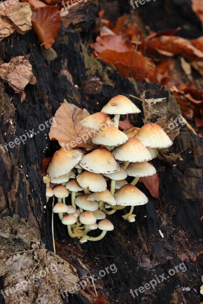 Mushrooms Forest Autumn Tree Stump Nature