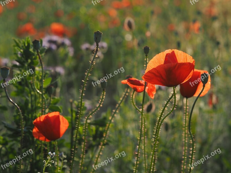 Poppy Field Of Poppies Mohngewaechs Red Poppy Red