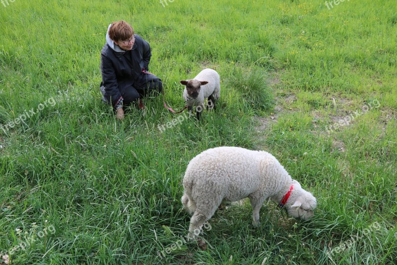 The Sheep Lamb Summer Grass Farm