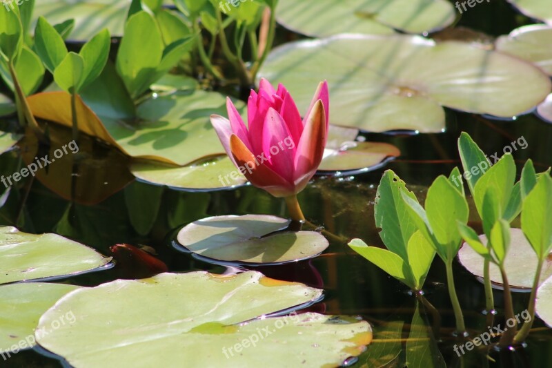 Water Lily Purple Blossom Bloom Aquatic Plant