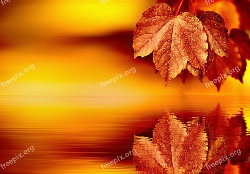 Leaf Mirroring Water Background Blank