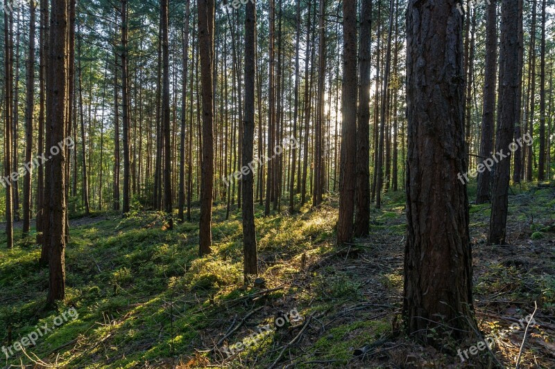 Forest Thuringia Germany Backlighting Pine Forest Thuringian Forest