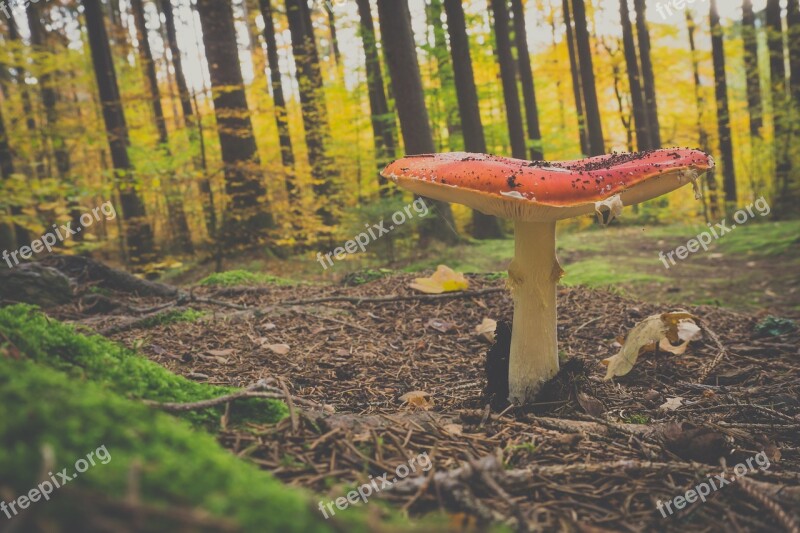 Fly Agaric Forest Mushroom Red Fly Agaric Mushroom Spotted