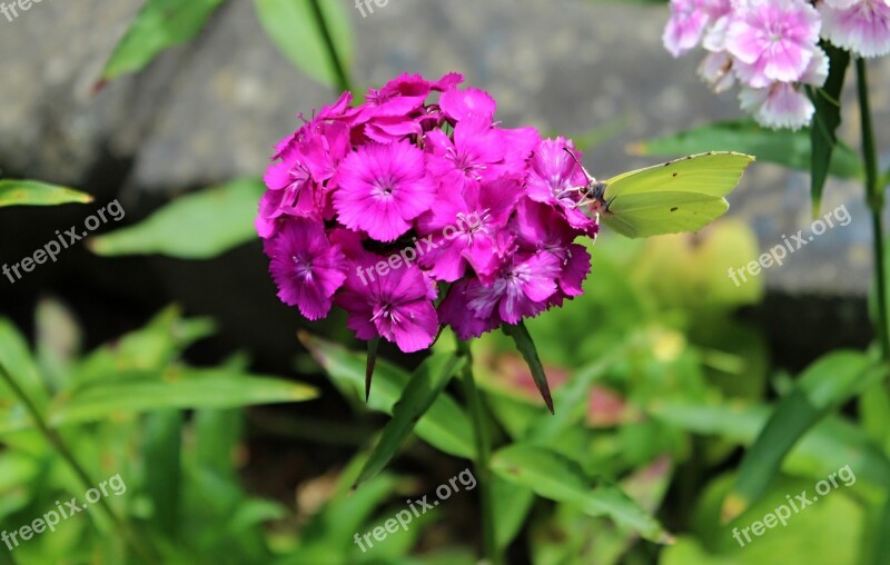 Yellow Butterfly Slovakia Summer Free Photos