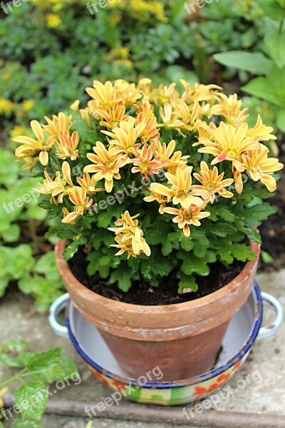 Flower Pot Flowers Yellow Free Photos