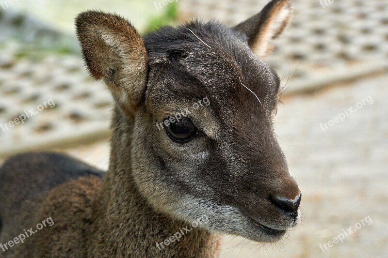 Kid Animal Cute Domestic Goat Nature