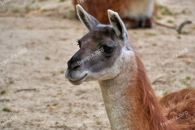 Camel Guanaco Animal Portrait Desert Mammal