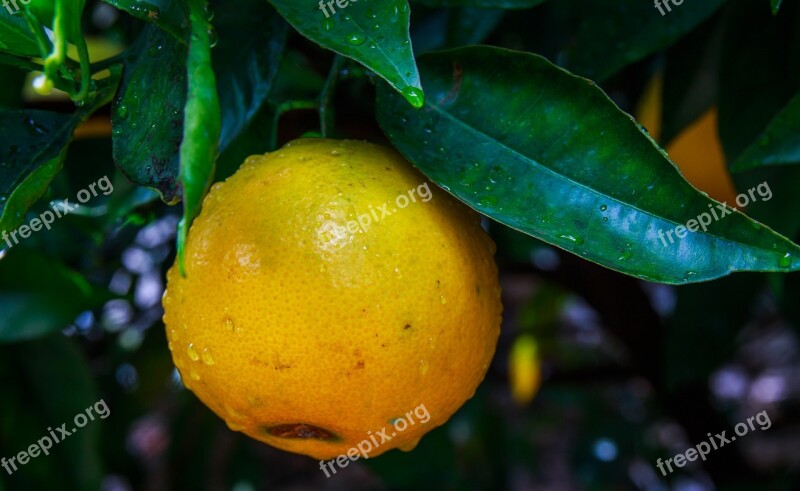 Lemon Limone Citrus Vitamins Citrus Fruits