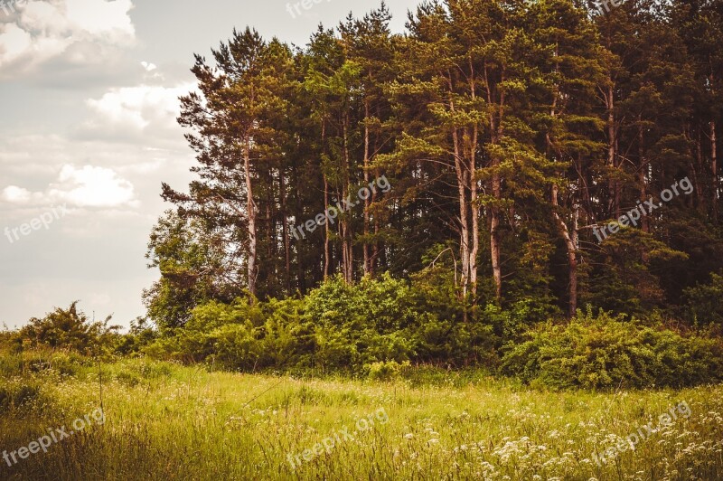 Forest Landscape Nature Trees Russian Landscape