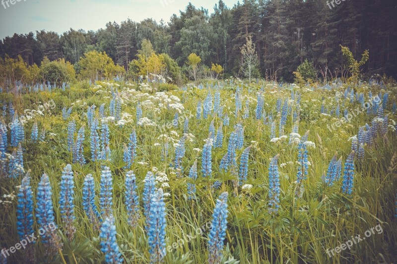 Meadow Nature Summer Field Landscape