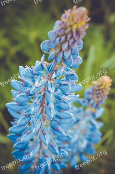 Lupins Flowers Russia Moscow Region Nature