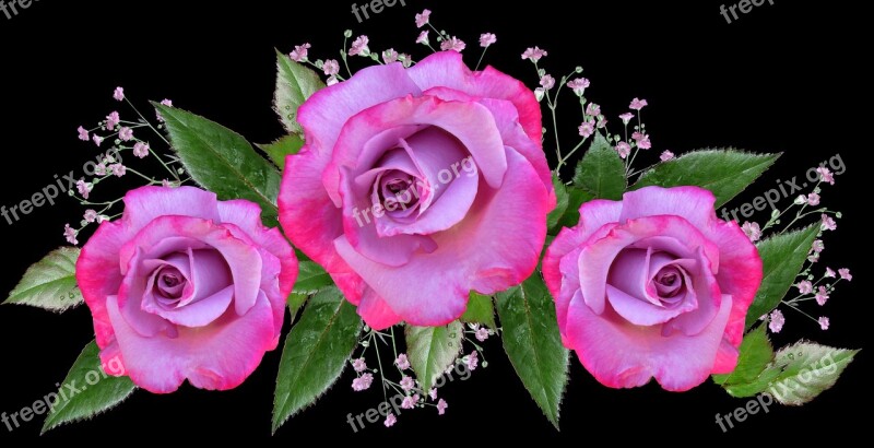 Flowers Roses Arrangement Floral Decoration Free Photos