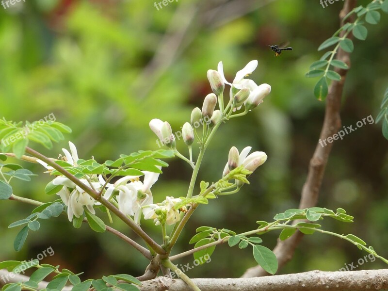 Blossom Bud Flower Moringa Tree Wasp