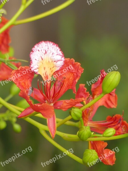 Blossom Flower Insect Flame Tree Spring