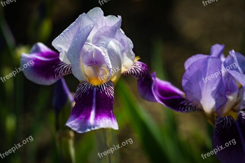 Iris White Violet Flower Spring Hand In Hand