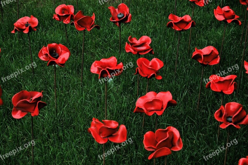 Poppy Red Grass Remembrance Green