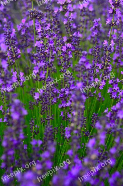 Lavender Lavender Field Purple Flower Mood