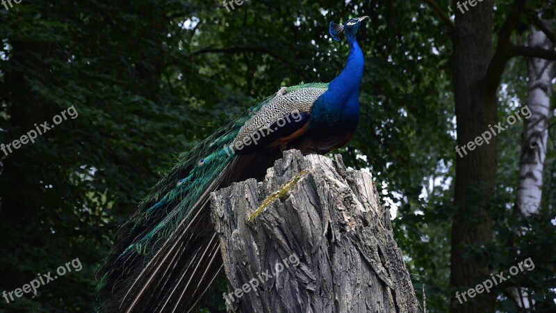 Peacock Bird Zoo Beautiful Bird Blue Peacock