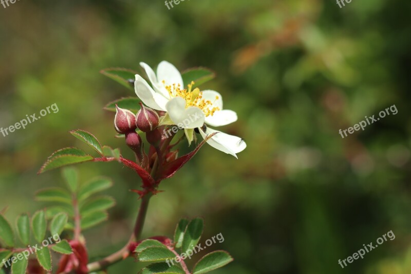 Little Flower Xie Plant Free Photos